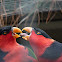 Black-capped Lory, Frauenlori