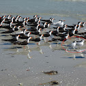 Sandwich Tern