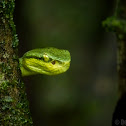 Bamboo pit viper