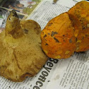 burnt orange bolete