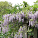 Japanese Wisteria