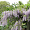 Japanese Wisteria