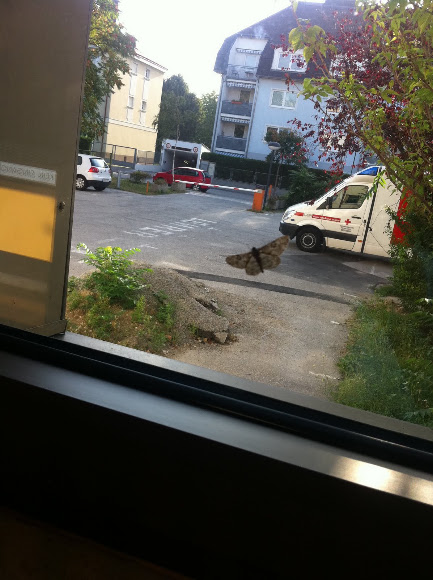 Spotting Image 1