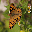 Himalayan Queen Fritillary