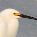 Snowy Egret