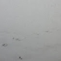 Squirrel Tracks