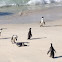 African penguin