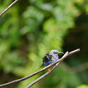 Red legged Honey Creeper