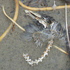 Western Gull