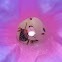 Melissodes male bee