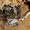 Dangerous Wildlife of Southeastern USA