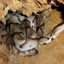 Southern Copperhead