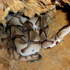 Southern Copperhead