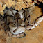 Southern Copperhead