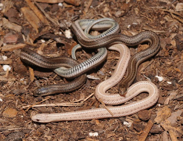 Lined Snake (Tropidoclonion lineatum) - Minnesota Amphibian & Reptile Survey