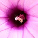 Gairo Morning Glory (五爪金龍 /五葉藤)