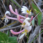 Honeysuckle, zapaticos