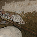 Gopher Snake