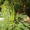 Groundpine / Clubmoss