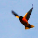 Baltimore Oriole