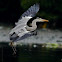 Grey Heron