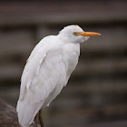Cattle Egret