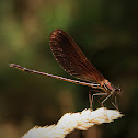 Copper Demoiselle