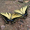 Western tiger swallowtail