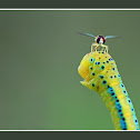 Syrphid Fly ~landed on Blue Tiger Moth Caterpillar ~