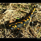 Salamandra salamandra