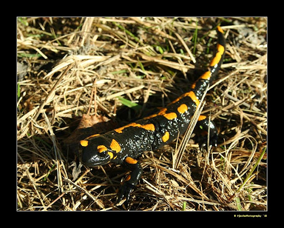 Spotting Image 1