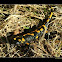 Salamandra salamandra