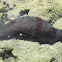 sea cucumber, trepang