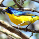 Yellow-Throated Euphonia