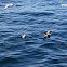 Northern Fulmar
