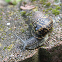 Garden Snail
