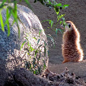 Meerkat