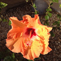 Hibiscus