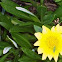 Flower bug