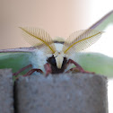 Luna Moth