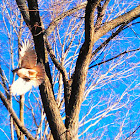 Red Tailed Hawk