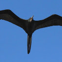 Magnificent frigatebird