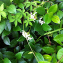 Confederate Jasmine