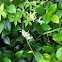 Confederate Jasmine