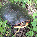 Painted turtle