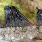 Slime mold