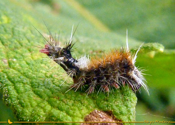 Spotting Image 1