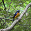 rufous bellied niltava