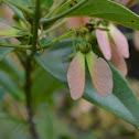 Tetrapterys frutos