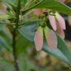 Tetrapterys frutos